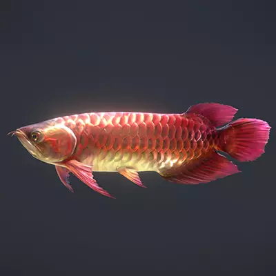 Asian Arowana Red 3D model_0