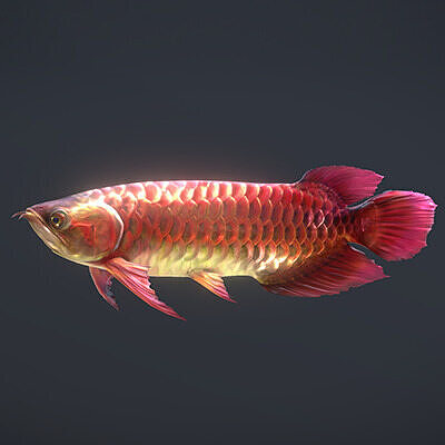 Asian Arowana Red 3D model