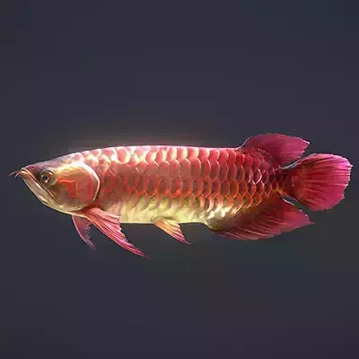 Asian Arowana Red