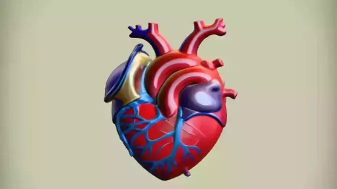 anatomical human heart illustration