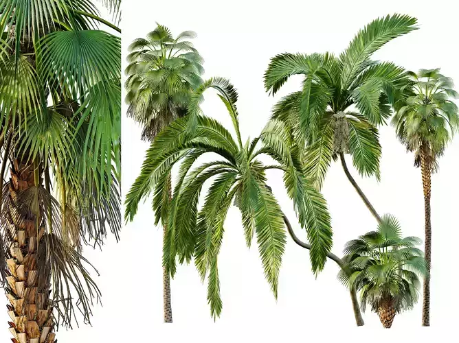 AV Queen Palm Trees Syagrus and Mexican Fan Palm trees