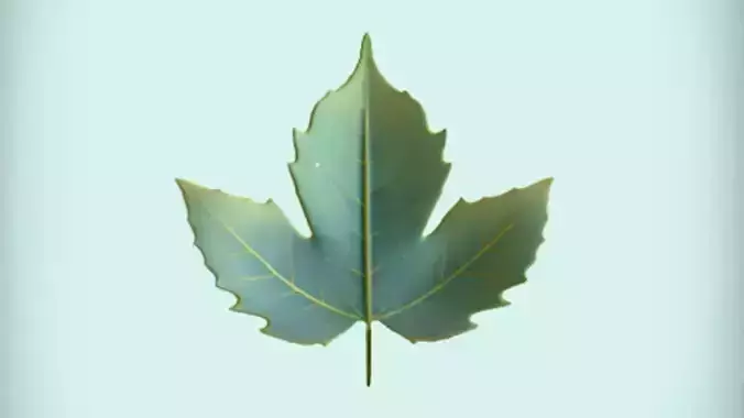 Green maple leaf