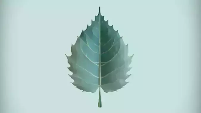 A simple green leaf