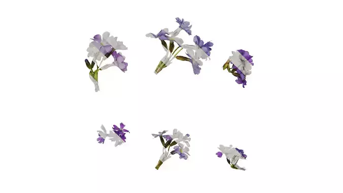 Anydrafts Primula involucrata yargongensis Flower 01