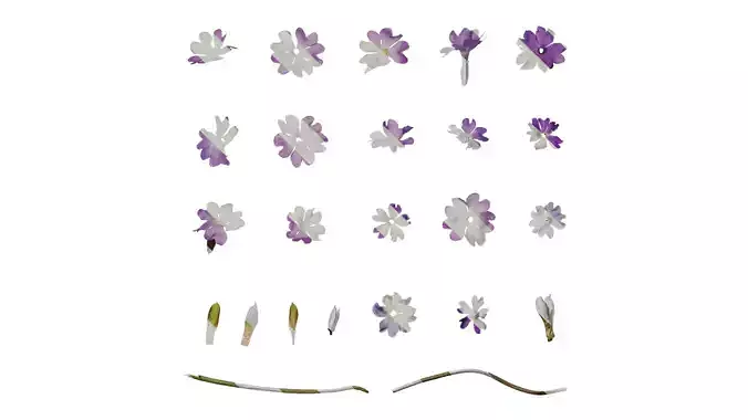 Anydrafts Primula involucrata yargongensis Flower 02