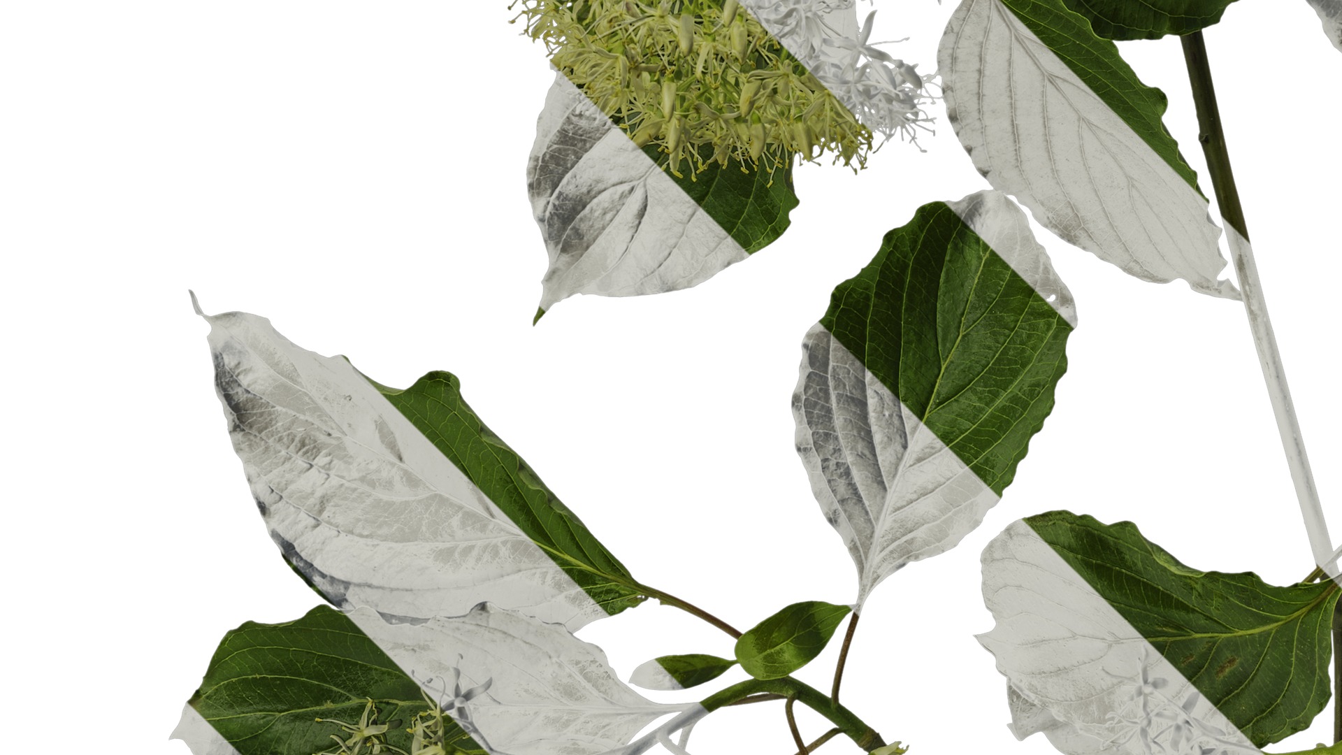 Anydrafts Cornus controversa Atlas 02 Texture_5