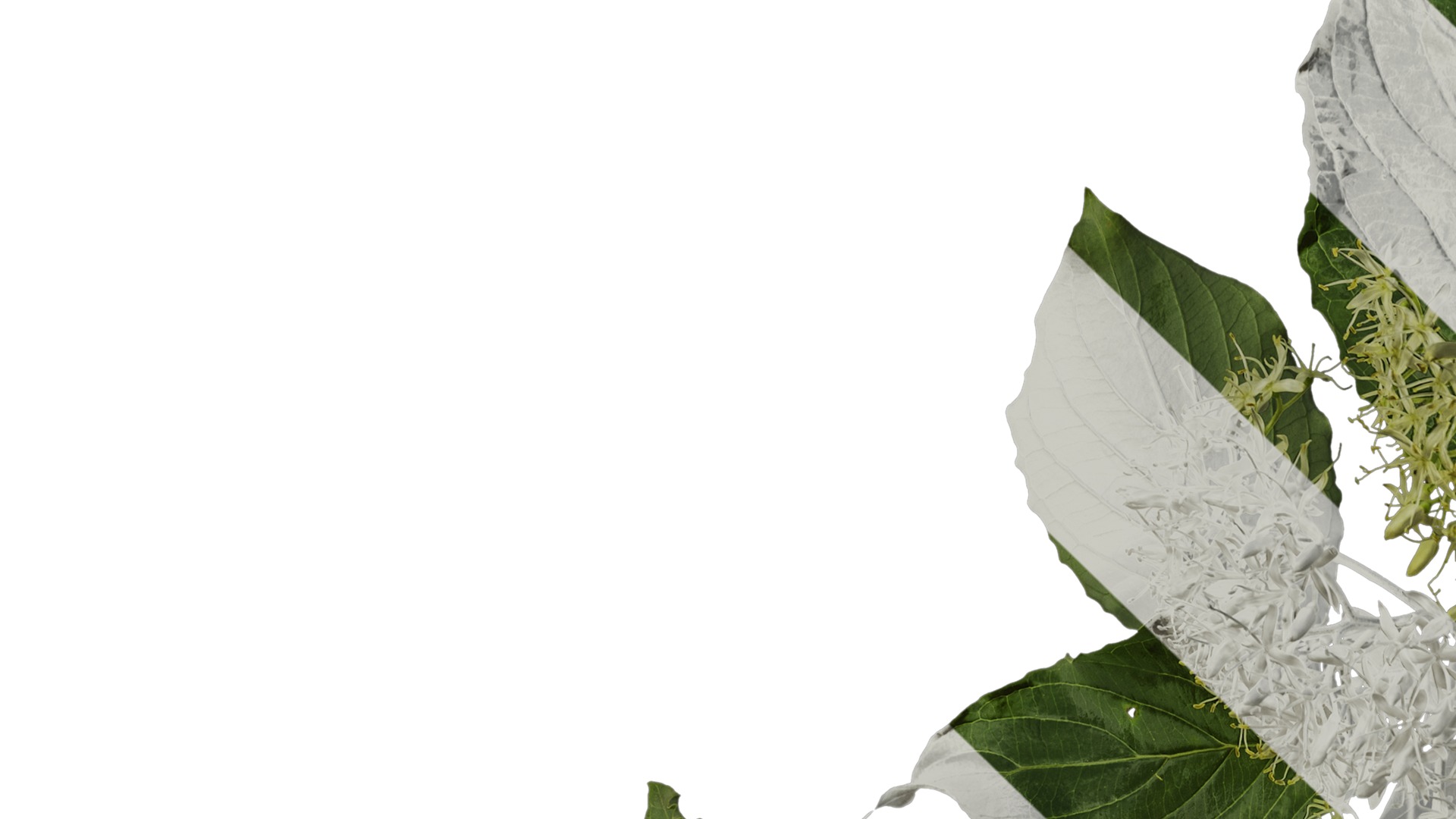 Anydrafts Cornus controversa Atlas 02 Texture_1