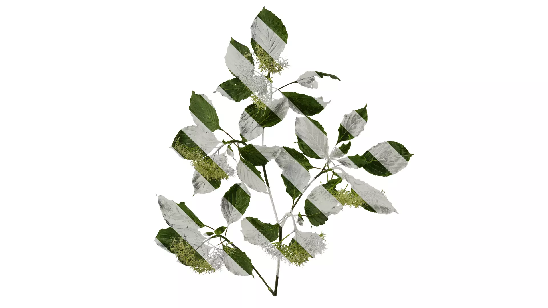 Anydrafts Cornus controversa Atlas 02 Texture_0