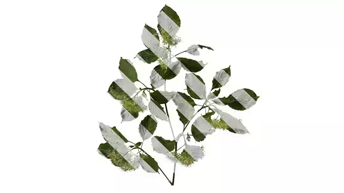 Anydrafts Cornus controversa Atlas 02