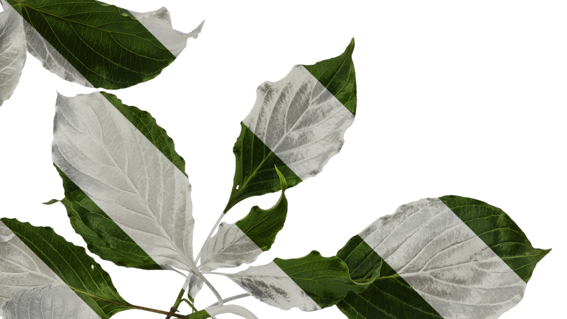 Anydrafts Cornus controversa Atlas 02 Texture_4