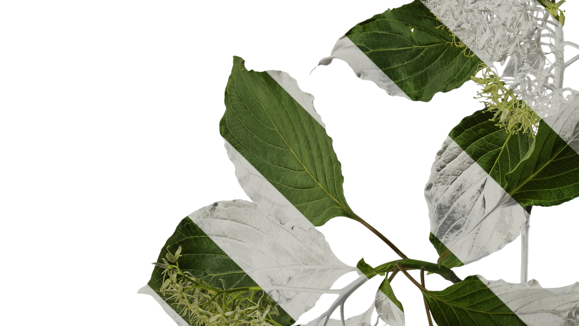 Anydrafts Cornus controversa Atlas 02 Texture_3