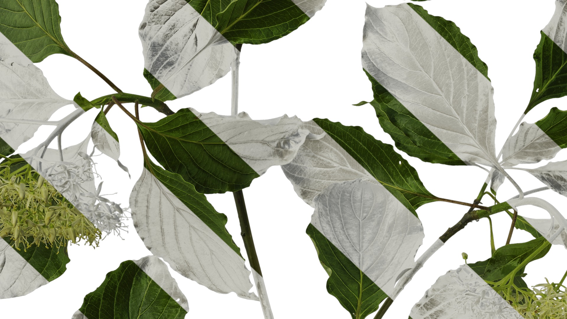 Anydrafts Cornus controversa Atlas 02 Texture_7