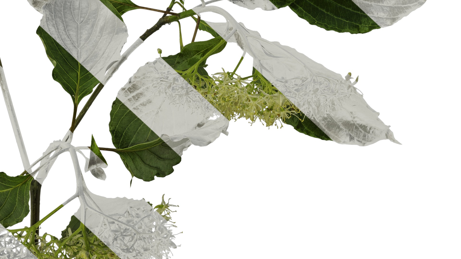 Anydrafts Cornus controversa Atlas 02 Texture_6