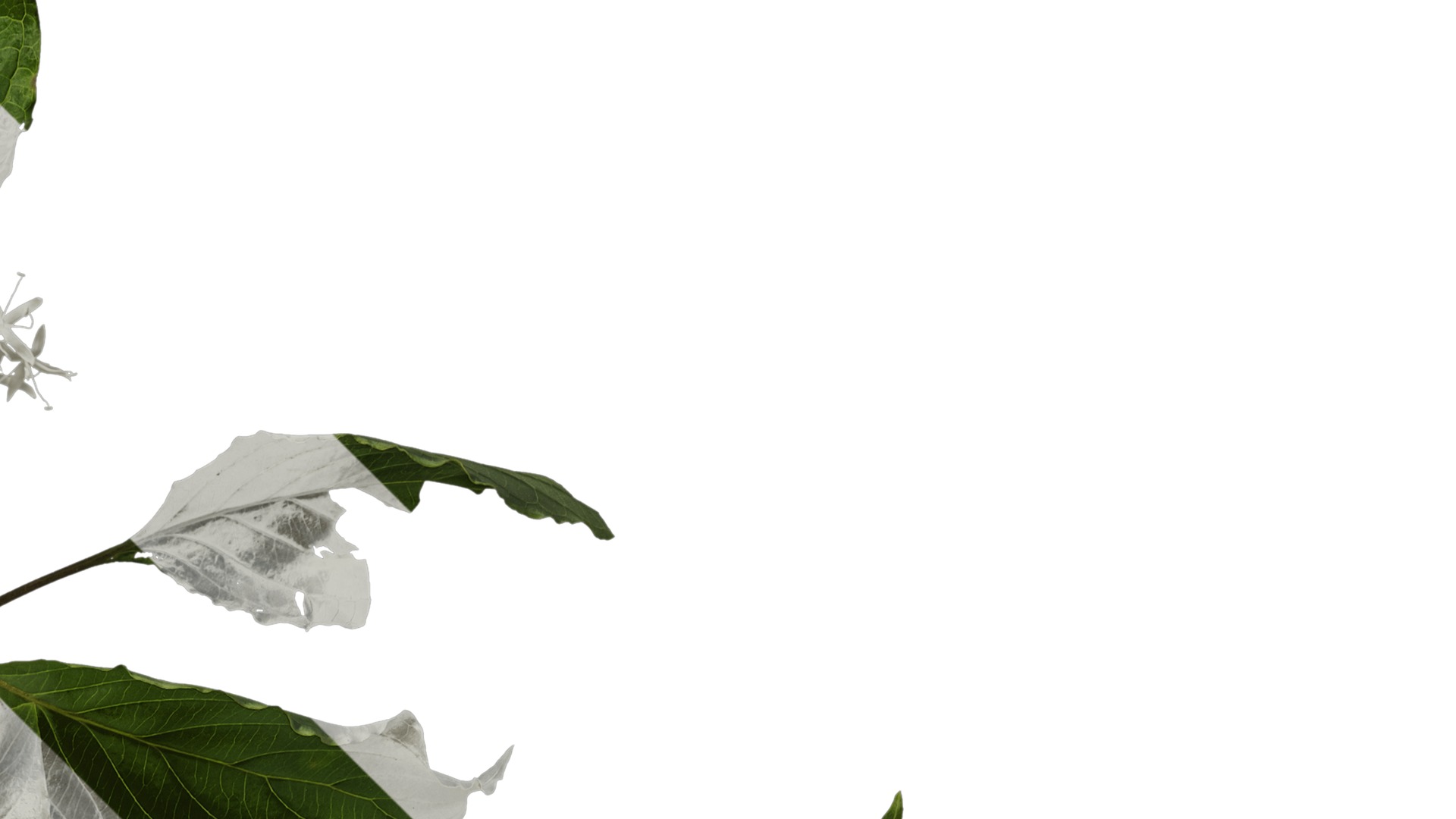 Anydrafts Cornus controversa Atlas 02 Texture_2