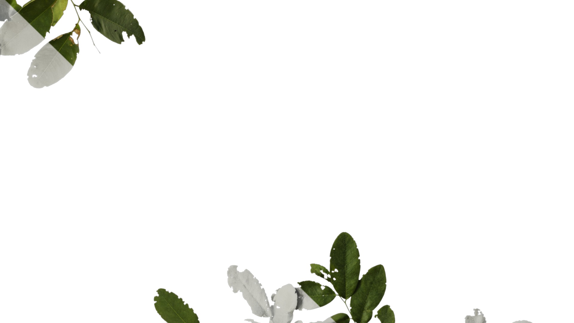 Anydrafts Dalbergia hupeana Atlas 06 Texture_4