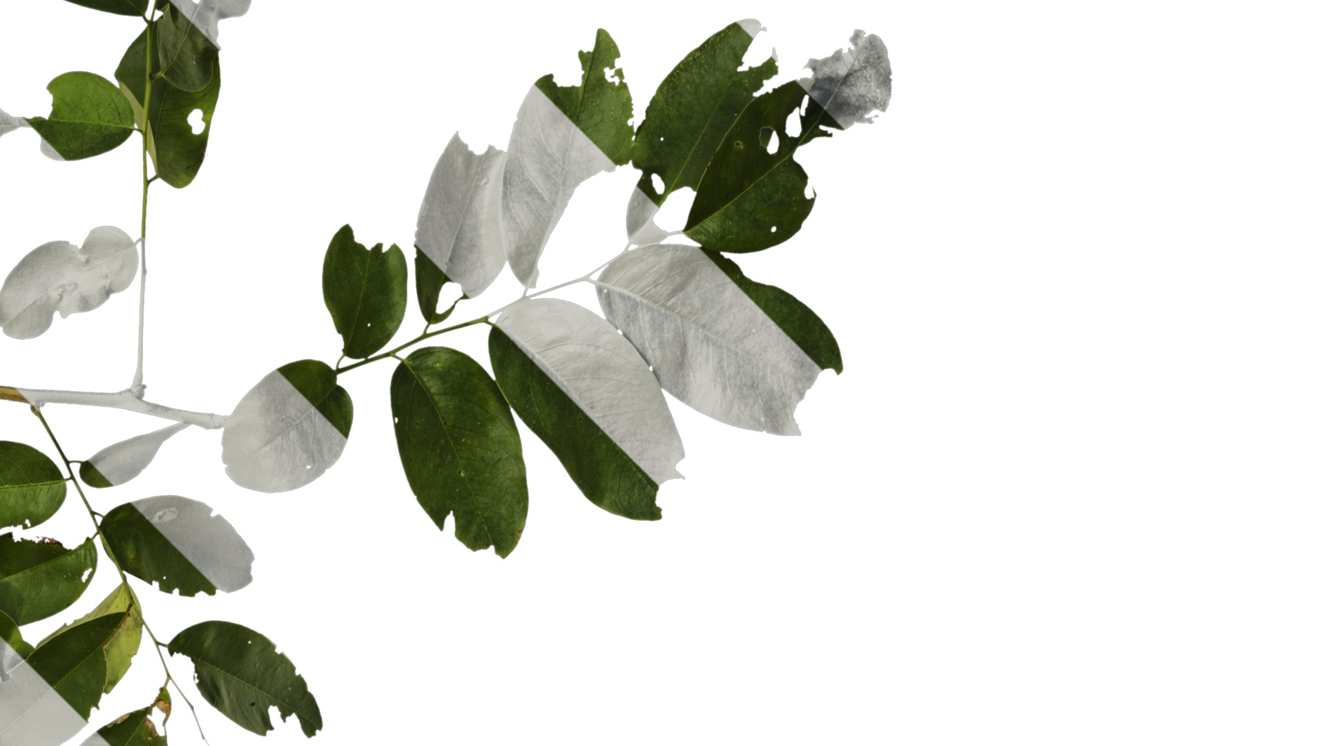 Anydrafts Dalbergia hupeana Atlas 06 Texture_2