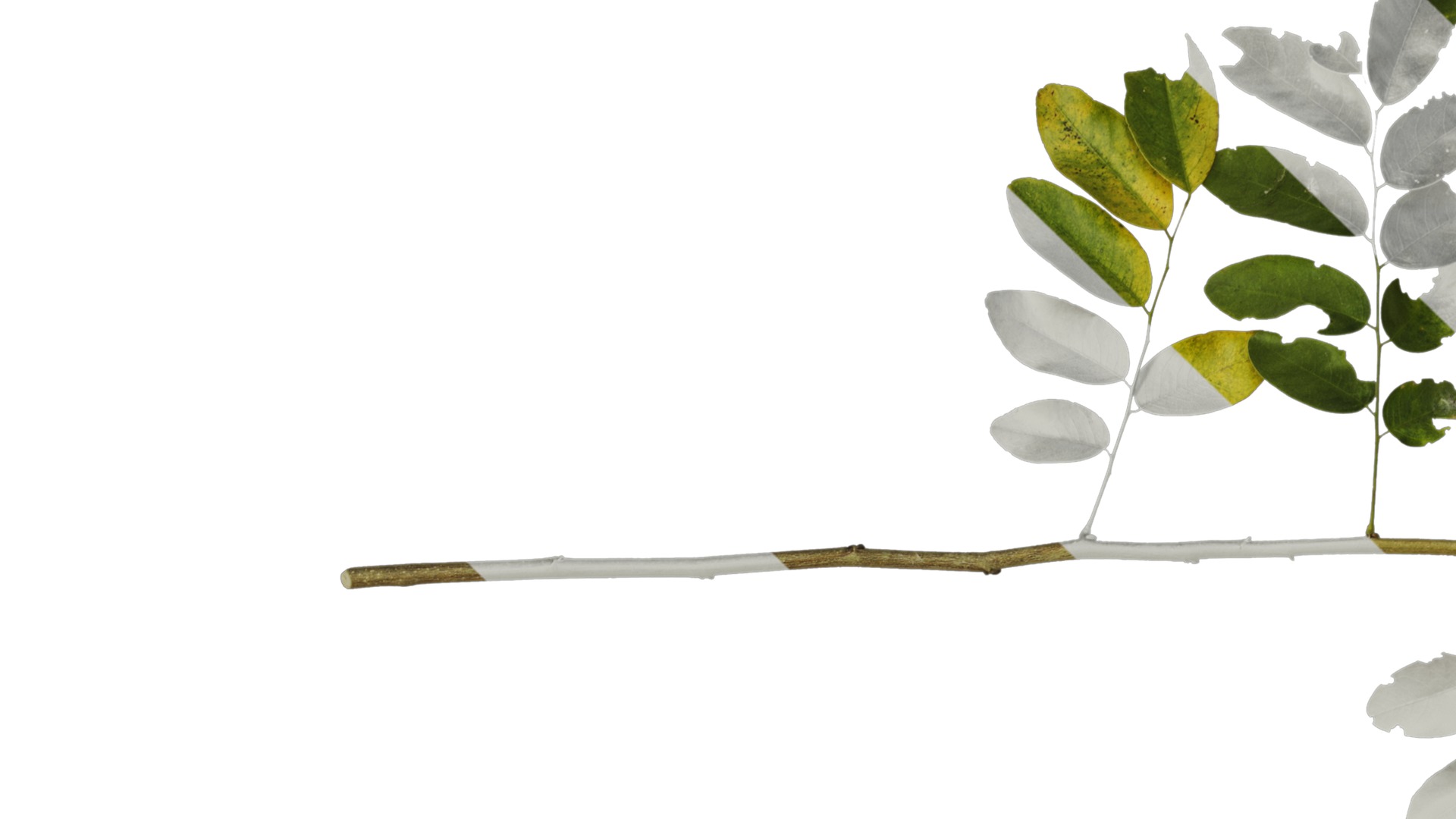 Anydrafts Dalbergia hupeana Atlas 06 Texture_1