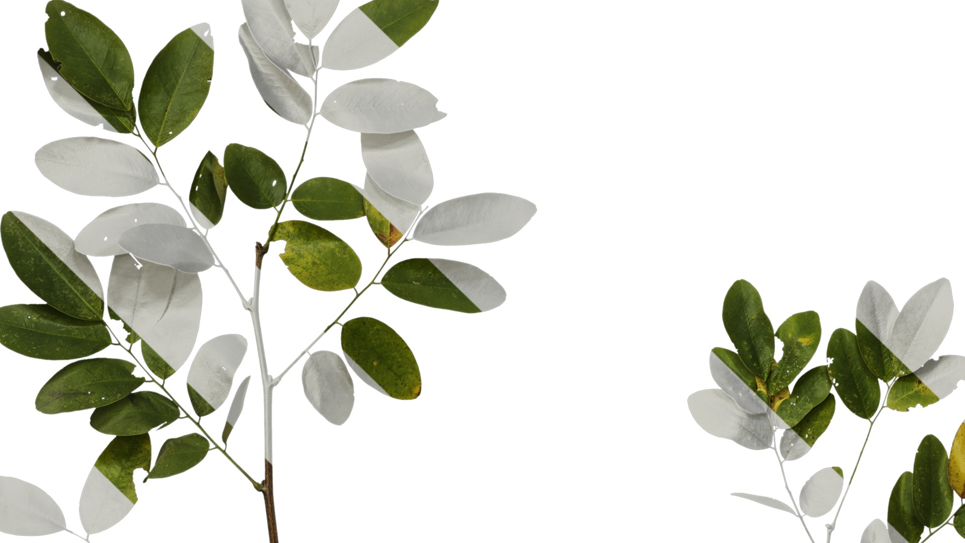 Anydrafts Dalbergia hupeana Atlas 06 Texture_5