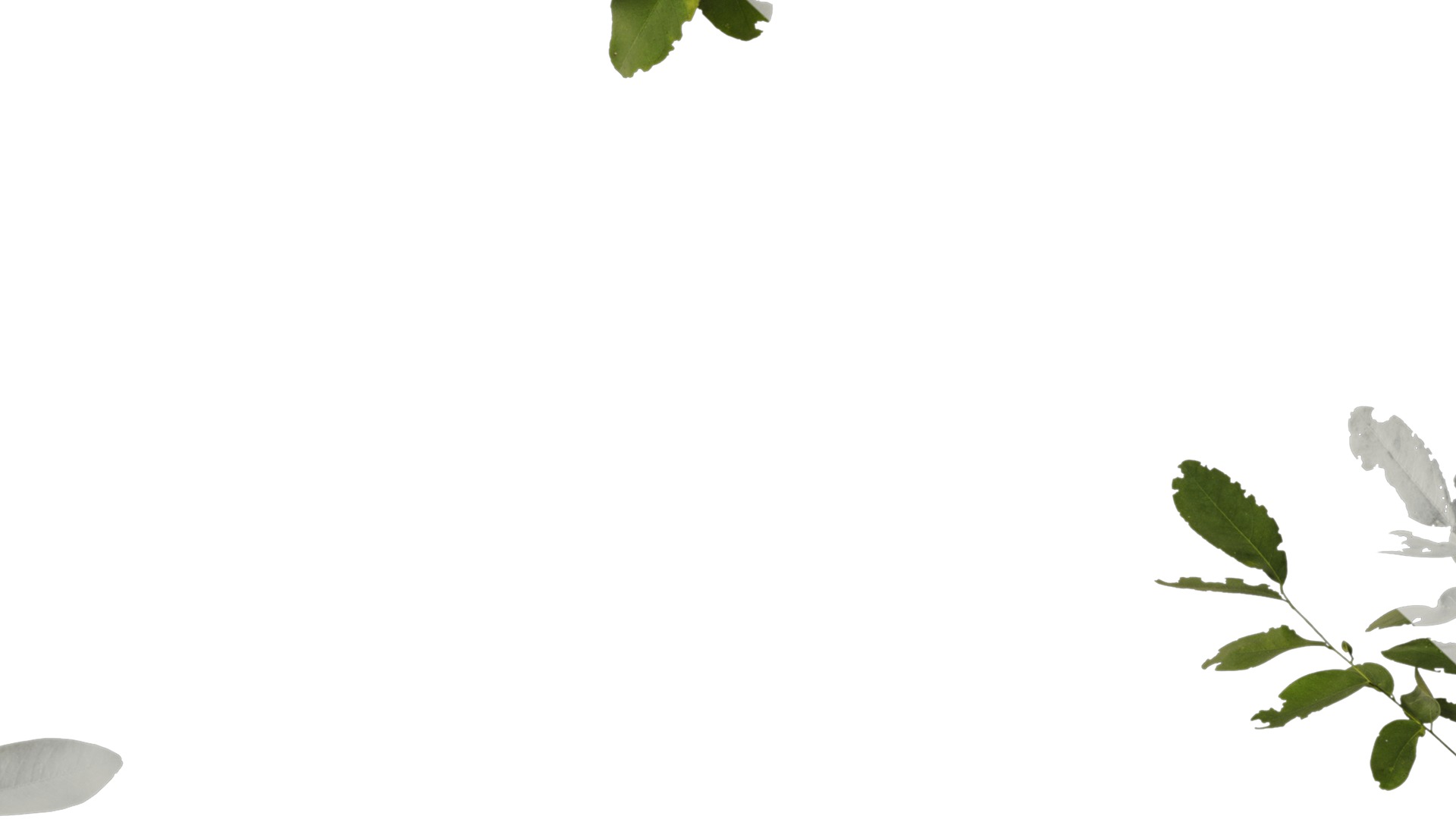 Anydrafts Dalbergia hupeana Atlas 06 Texture_7