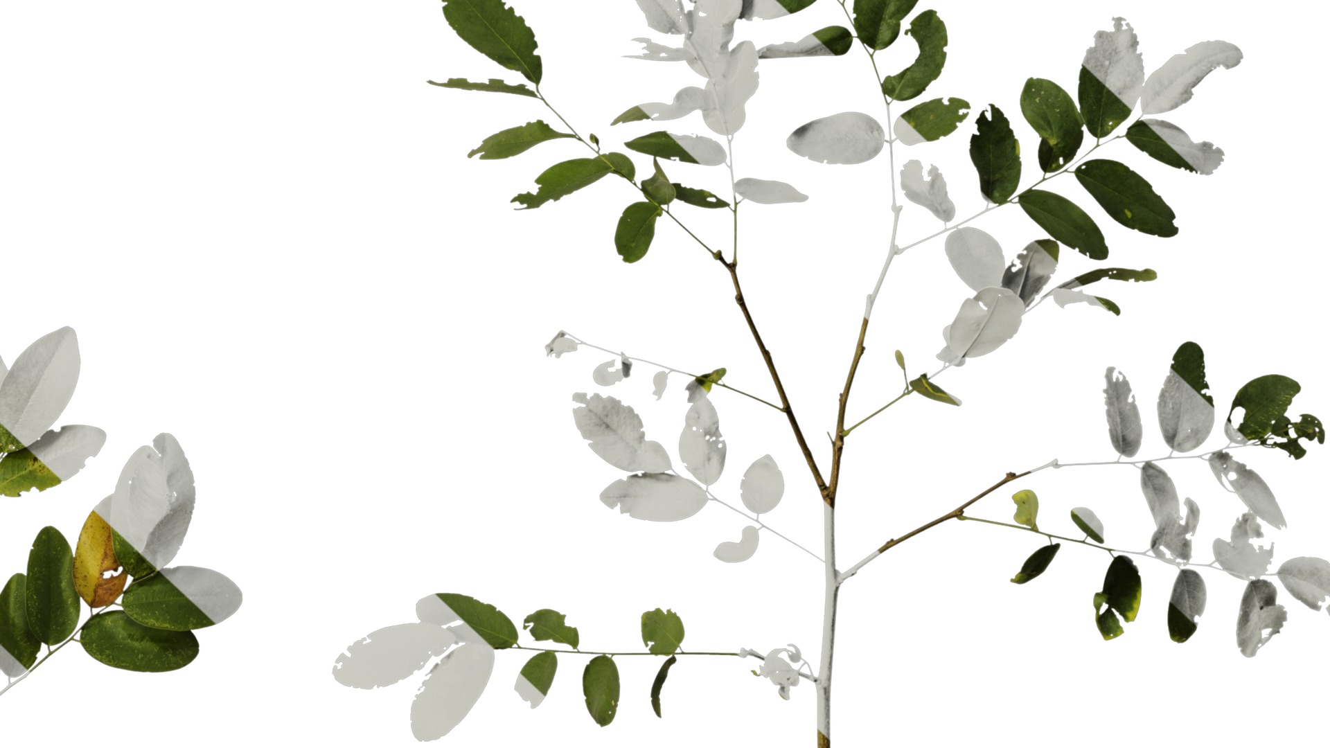 Anydrafts Dalbergia hupeana Atlas 06 Texture_6