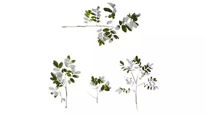 Anydrafts Dalbergia hupeana Atlas 06