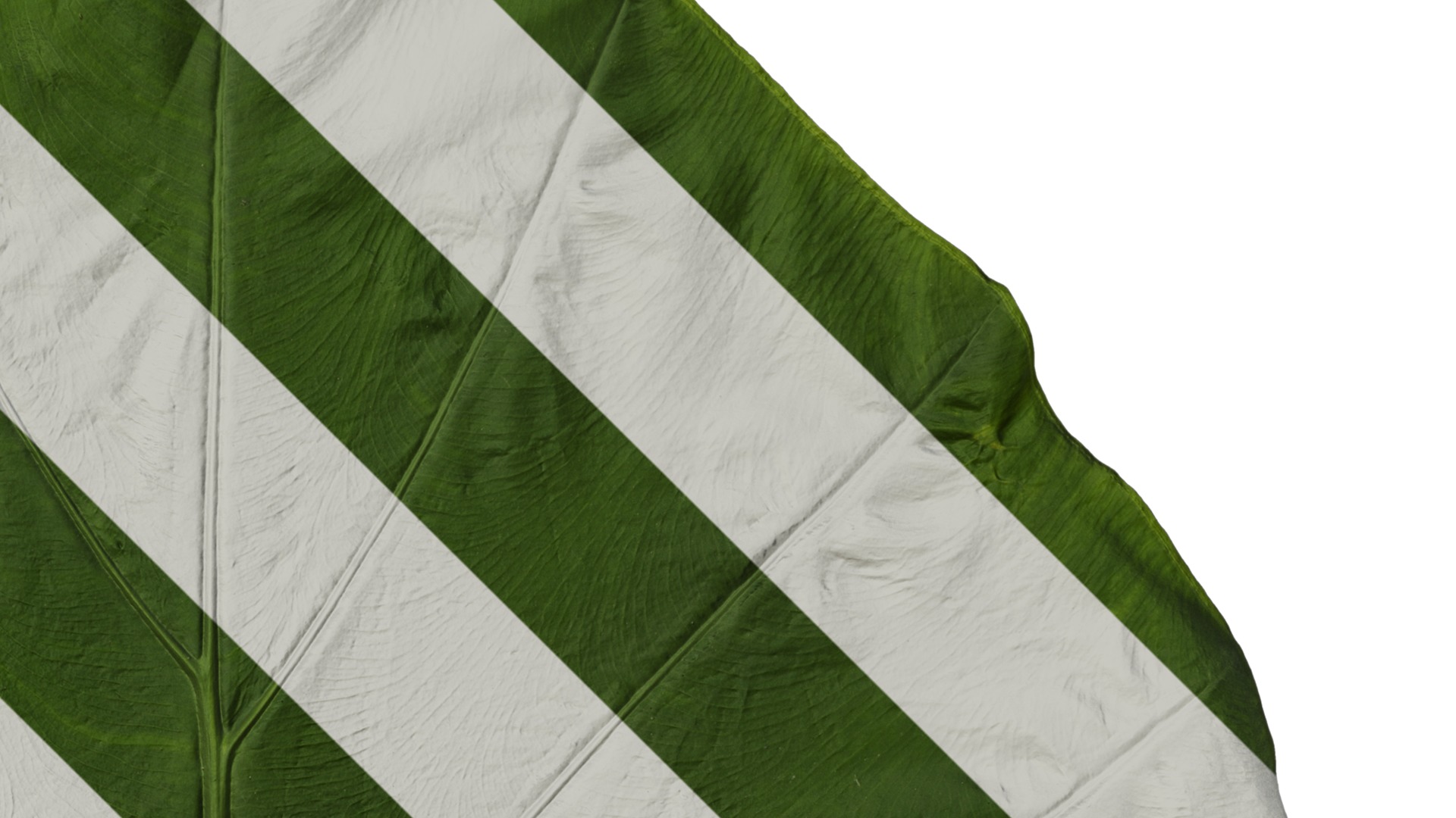 Anydrafts Colocasia gigantea Leaf 16 Texture_2