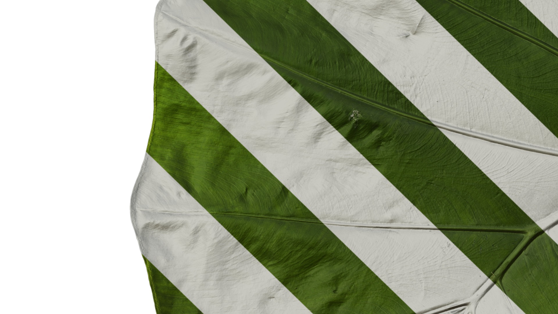 Anydrafts Colocasia gigantea Leaf 16 Texture_5