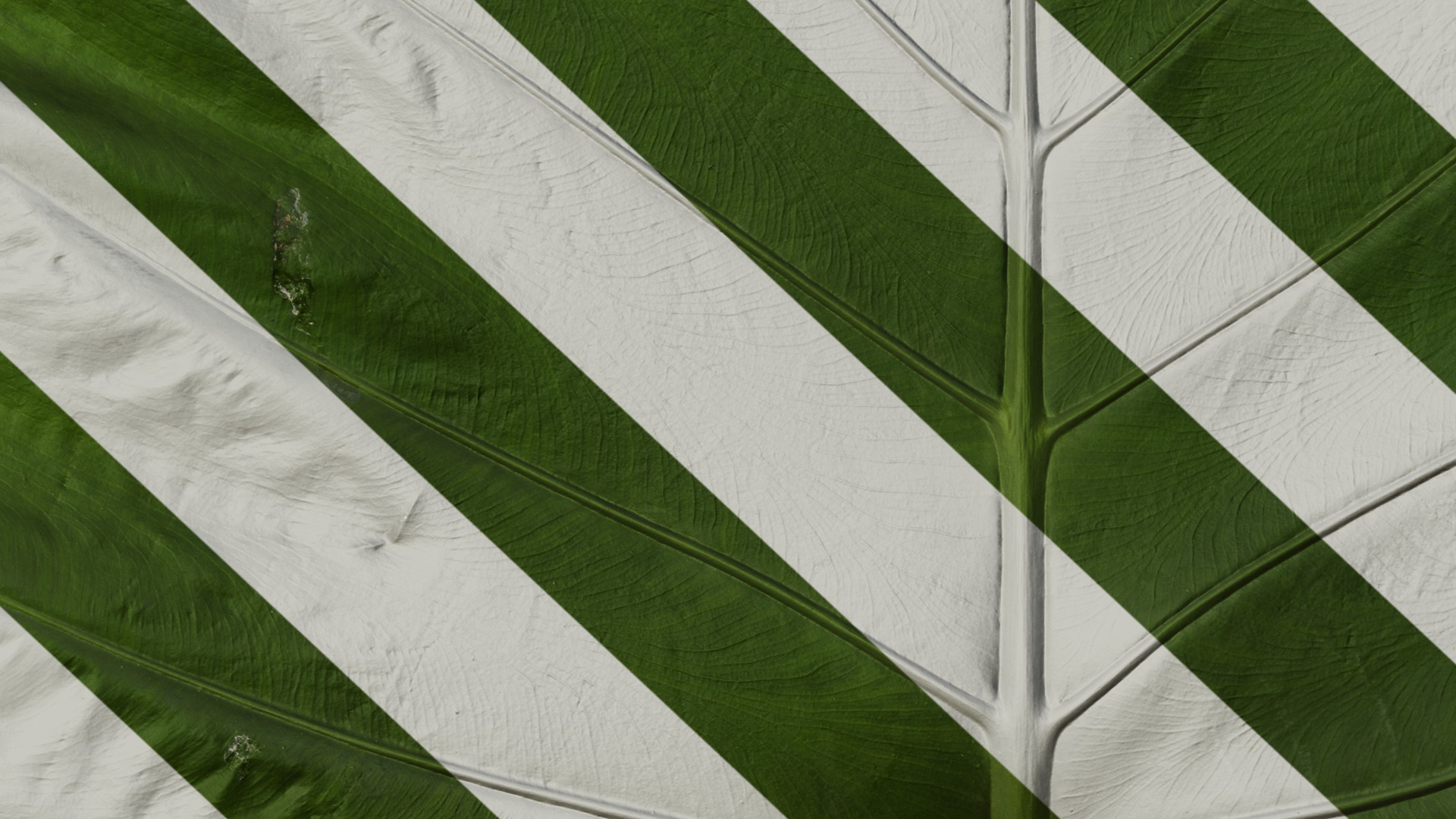 Anydrafts Colocasia gigantea Leaf 16 Texture_7