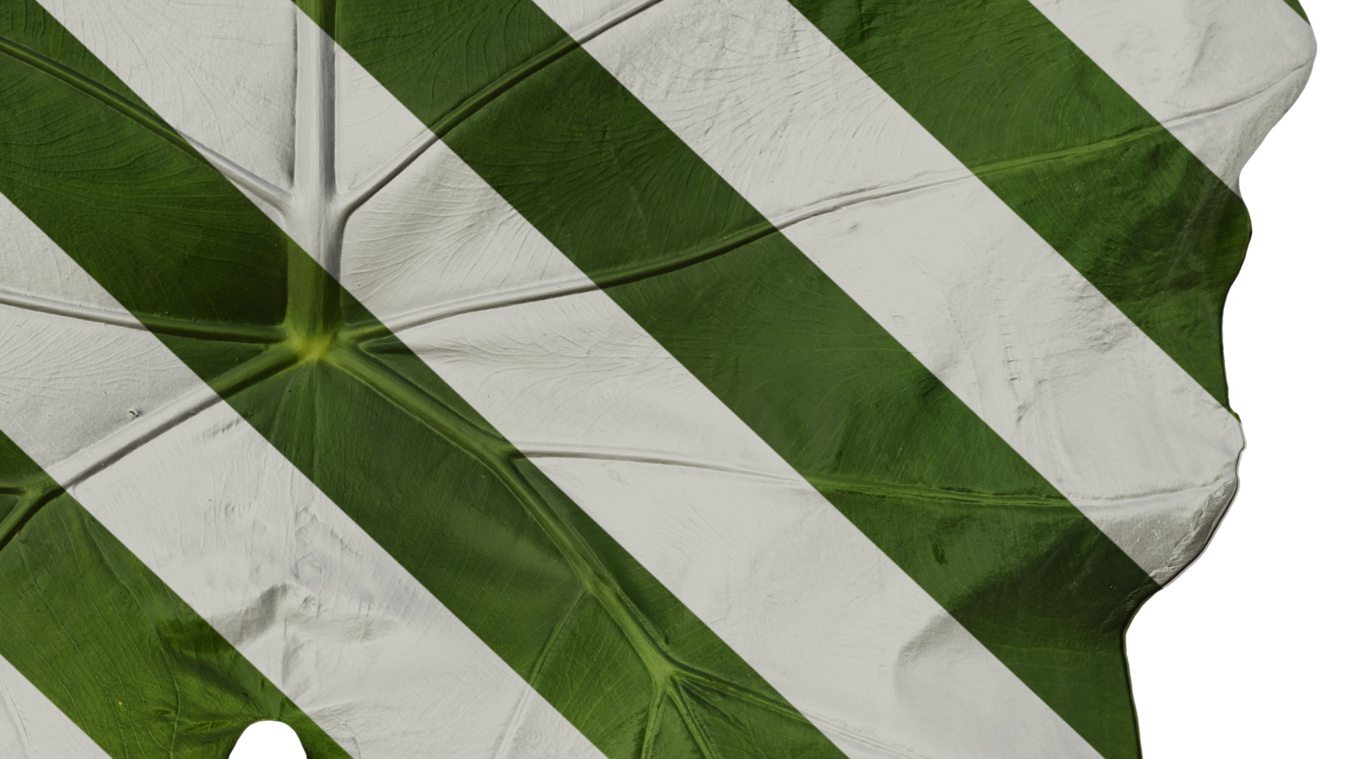 Anydrafts Colocasia gigantea Leaf 16 Texture_6