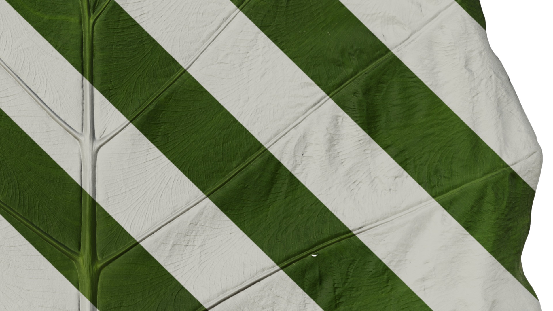 Anydrafts Colocasia gigantea Leaf 16 Texture_4