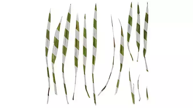 Anydrafts Dianella ensifolia Leaf 04