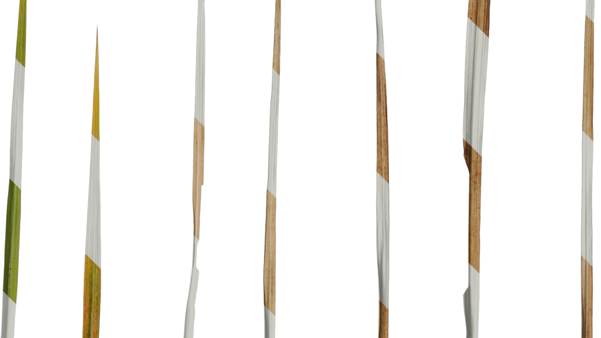 Anydrafts Imperata cylindrica Leaf 24 Texture_2