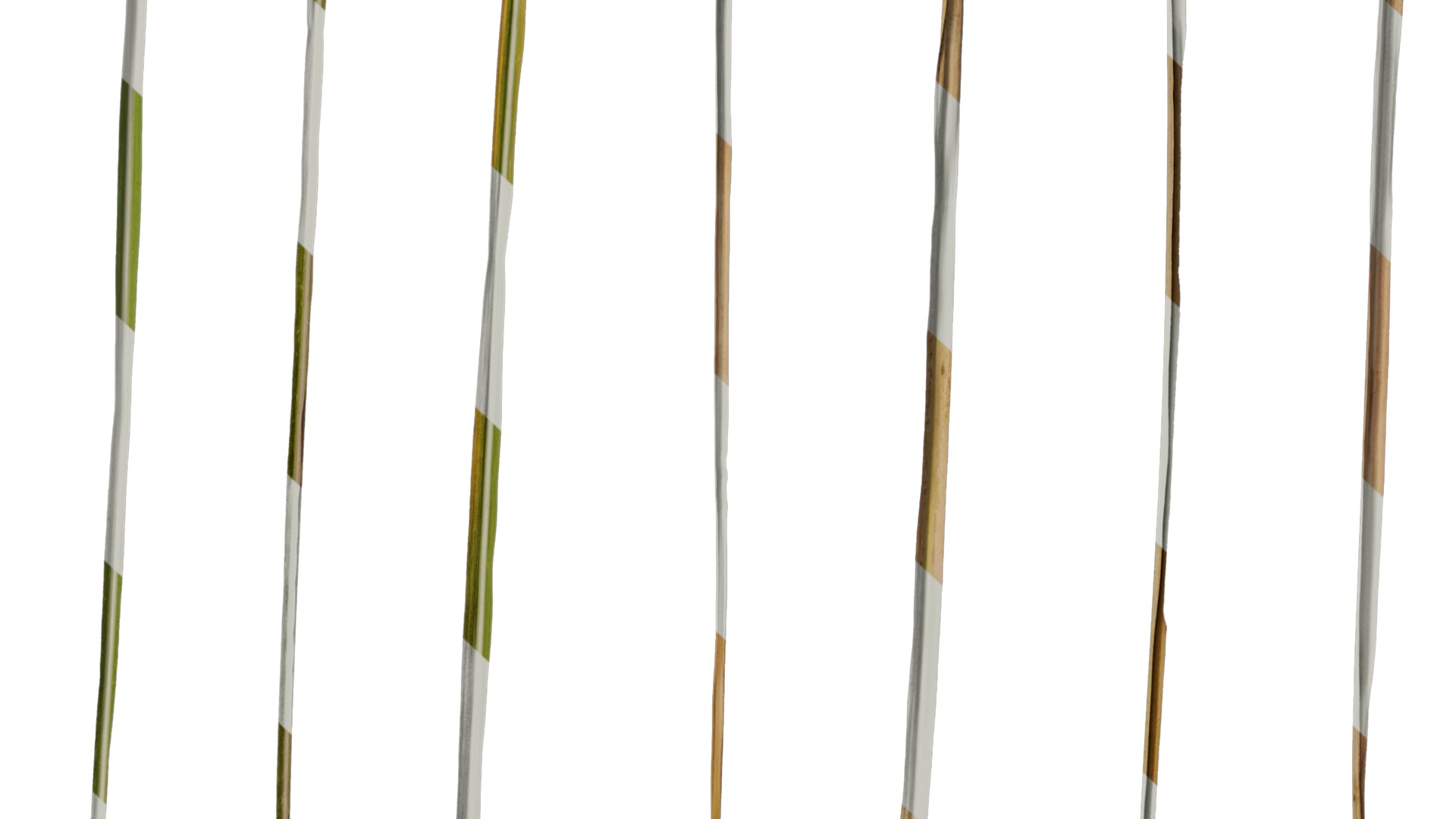 Anydrafts Imperata cylindrica Leaf 24 Texture_6