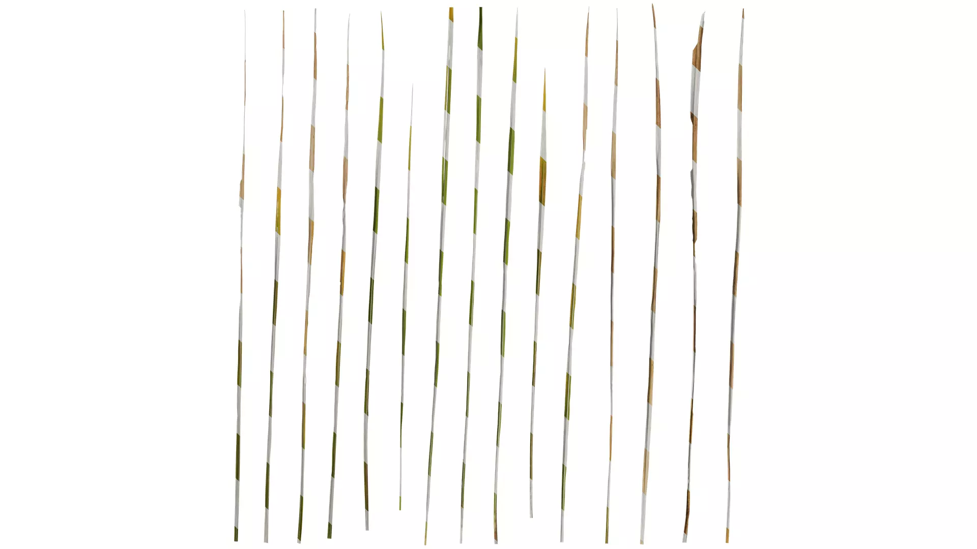 Anydrafts Imperata cylindrica Leaf 24 Texture_0