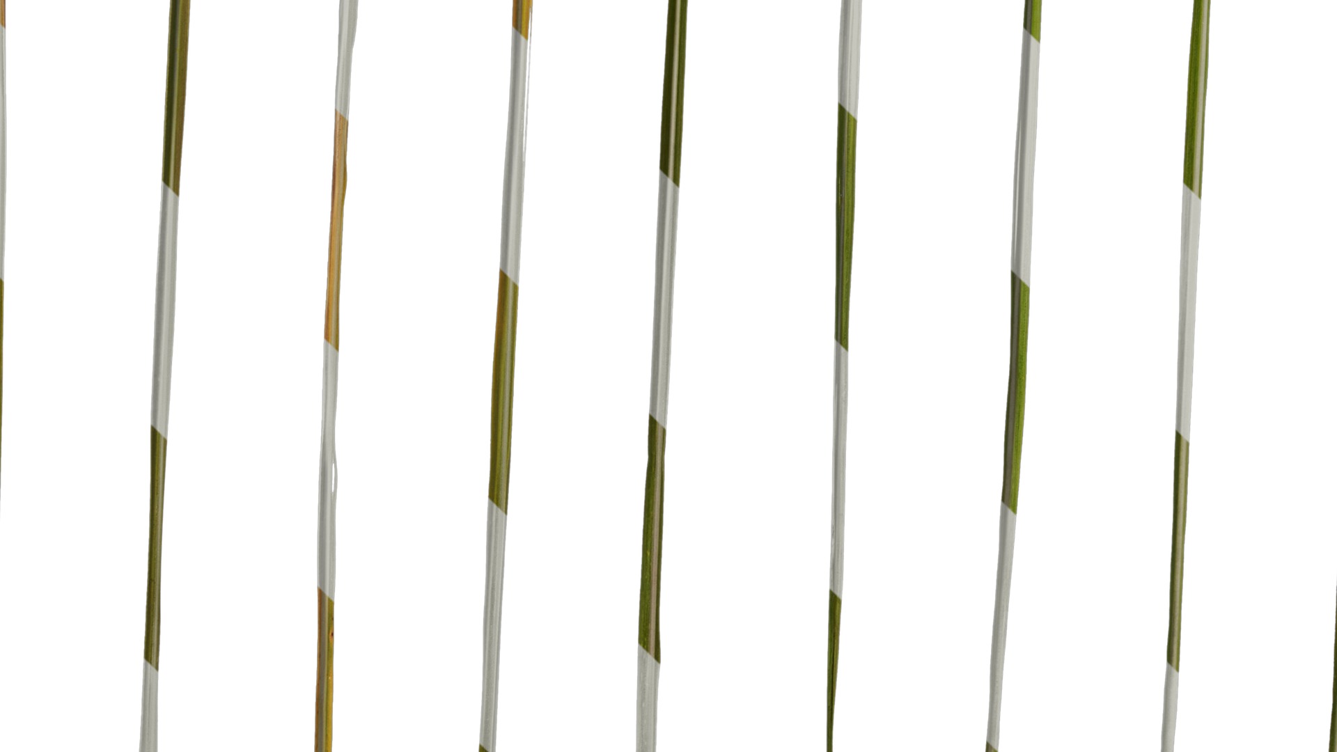 Anydrafts Imperata cylindrica Leaf 24 Texture_5