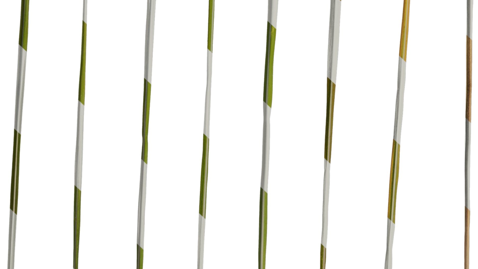 Anydrafts Imperata cylindrica Leaf 24 Texture_7