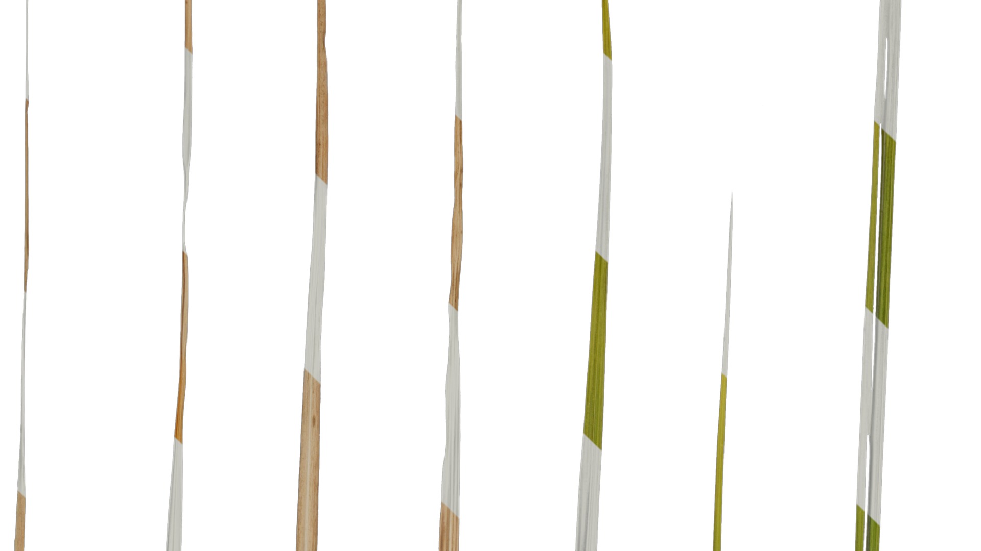 Anydrafts Imperata cylindrica Leaf 24 Texture_1