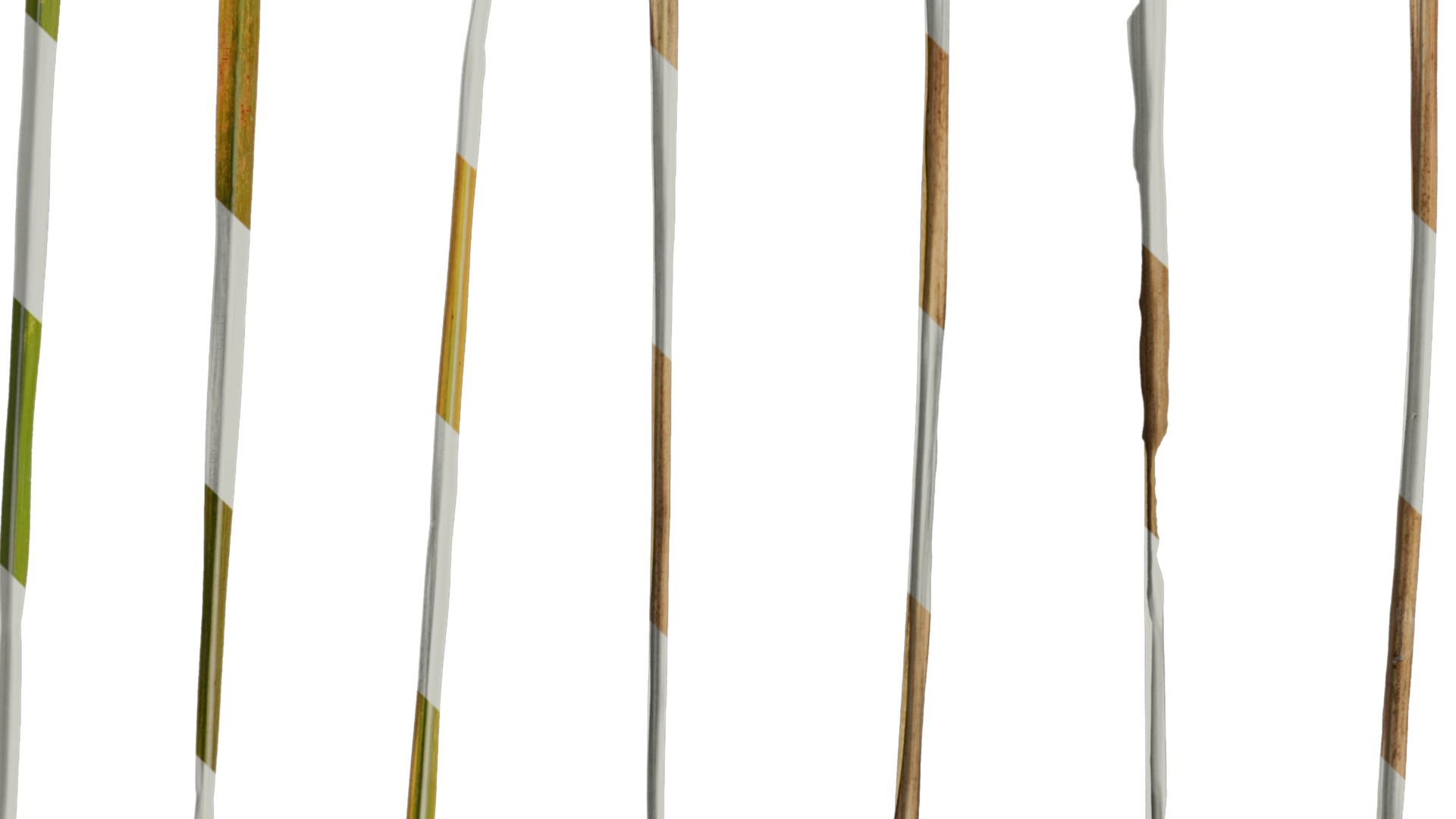 Anydrafts Imperata cylindrica Leaf 24 Texture_4