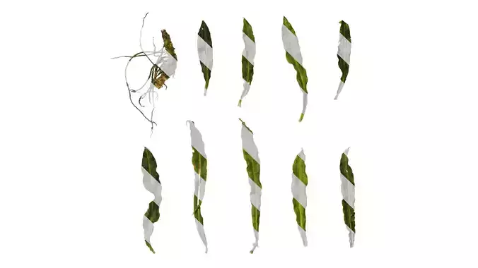 Anydrafts Rohdea japonica Atlas 02