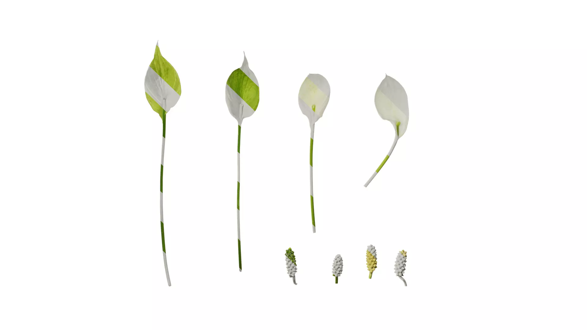 Anydrafts Spathiphyllum floribundum Flower 01 Texture