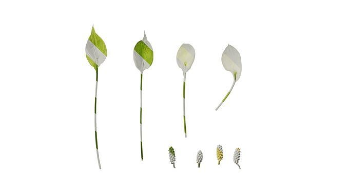 Anydrafts Spathiphyllum floribundum Flower 01 Texture