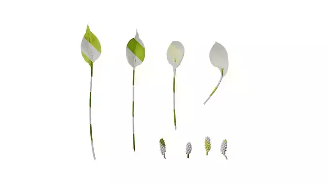 Anydrafts Spathiphyllum floribundum Flower 01 Texture