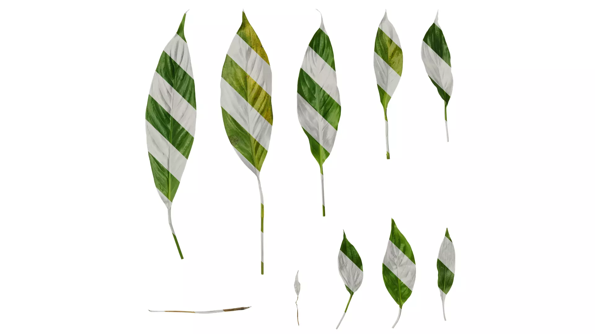 Anydrafts Spathiphyllum floribundum Leaf 01 Texture