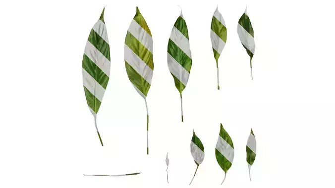 Anydrafts Spathiphyllum floribundum Leaf 01