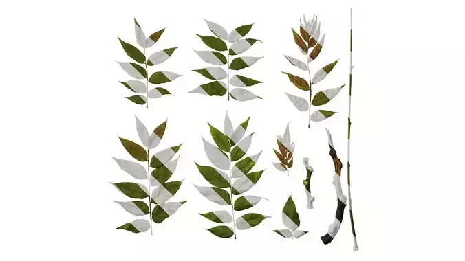 Anydrafts Koelreuteria paniculata Atlas 13