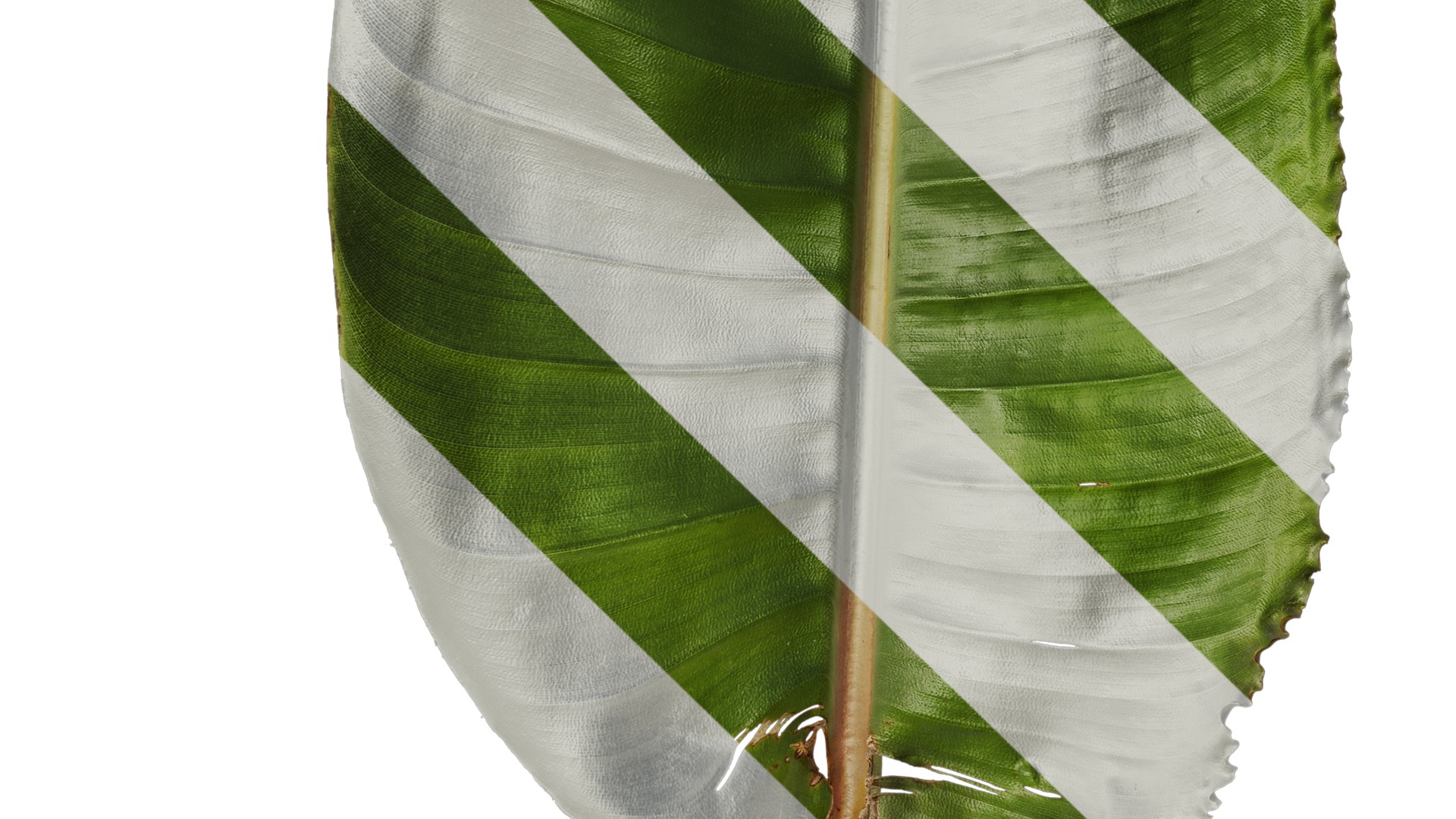 Anydrafts Strelitzia reginae Leaf 04 F Texture_5