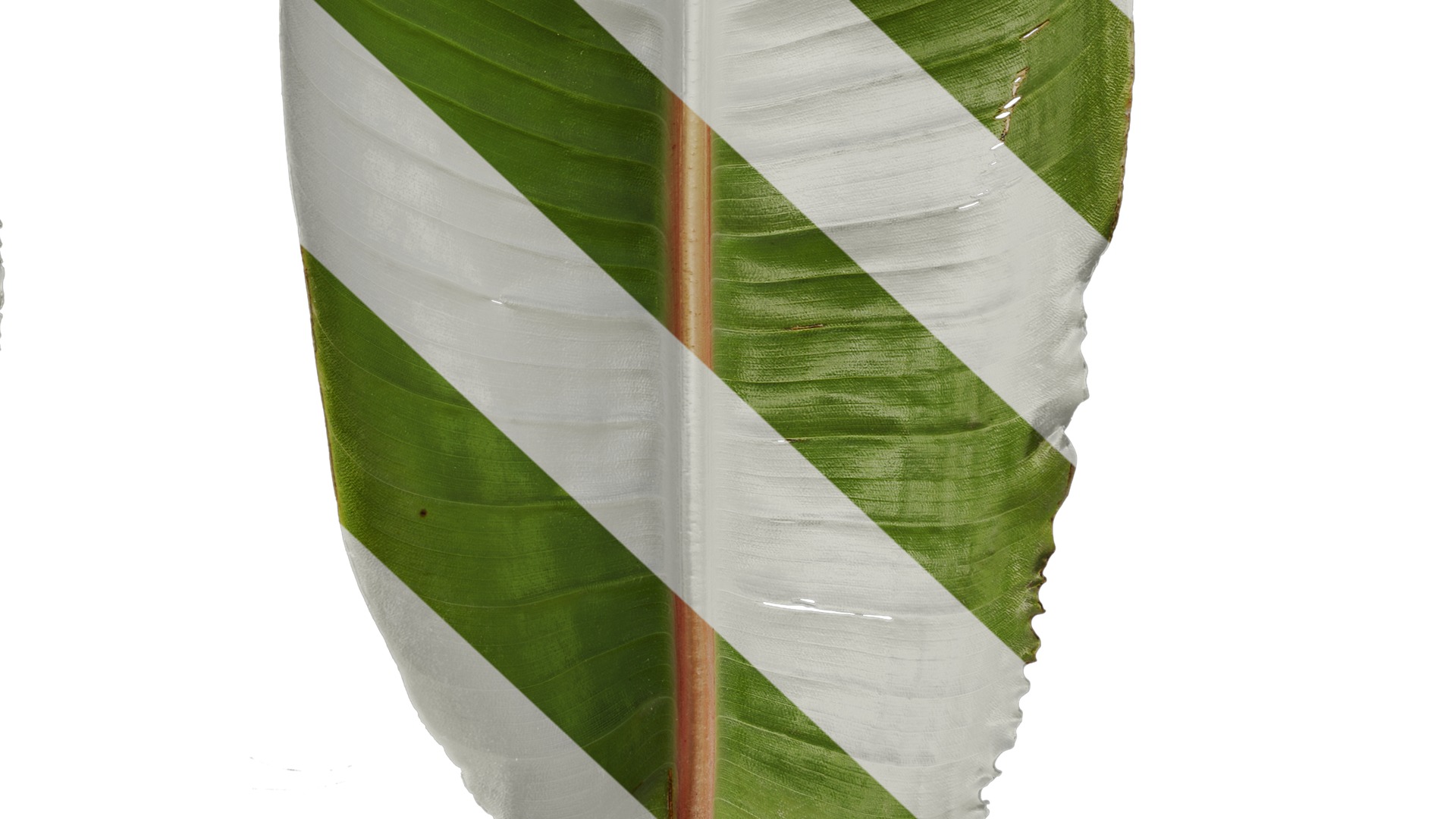 Anydrafts Strelitzia reginae Leaf 04 F Texture_6