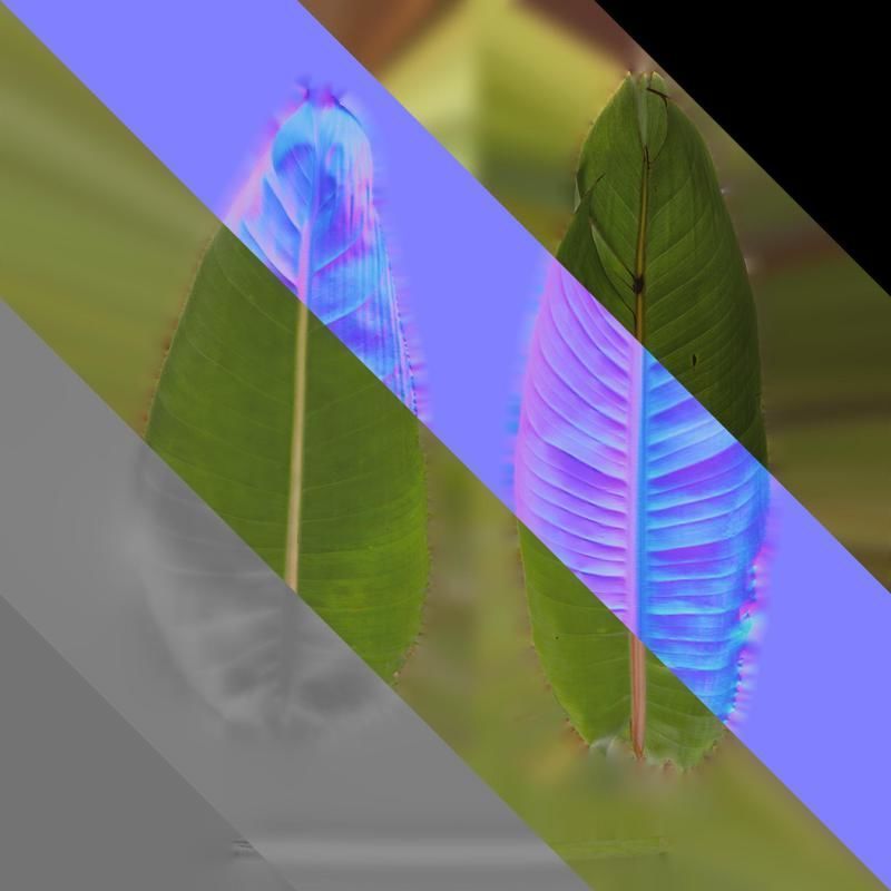 Anydrafts Strelitzia reginae Leaf 04 F Texture_8