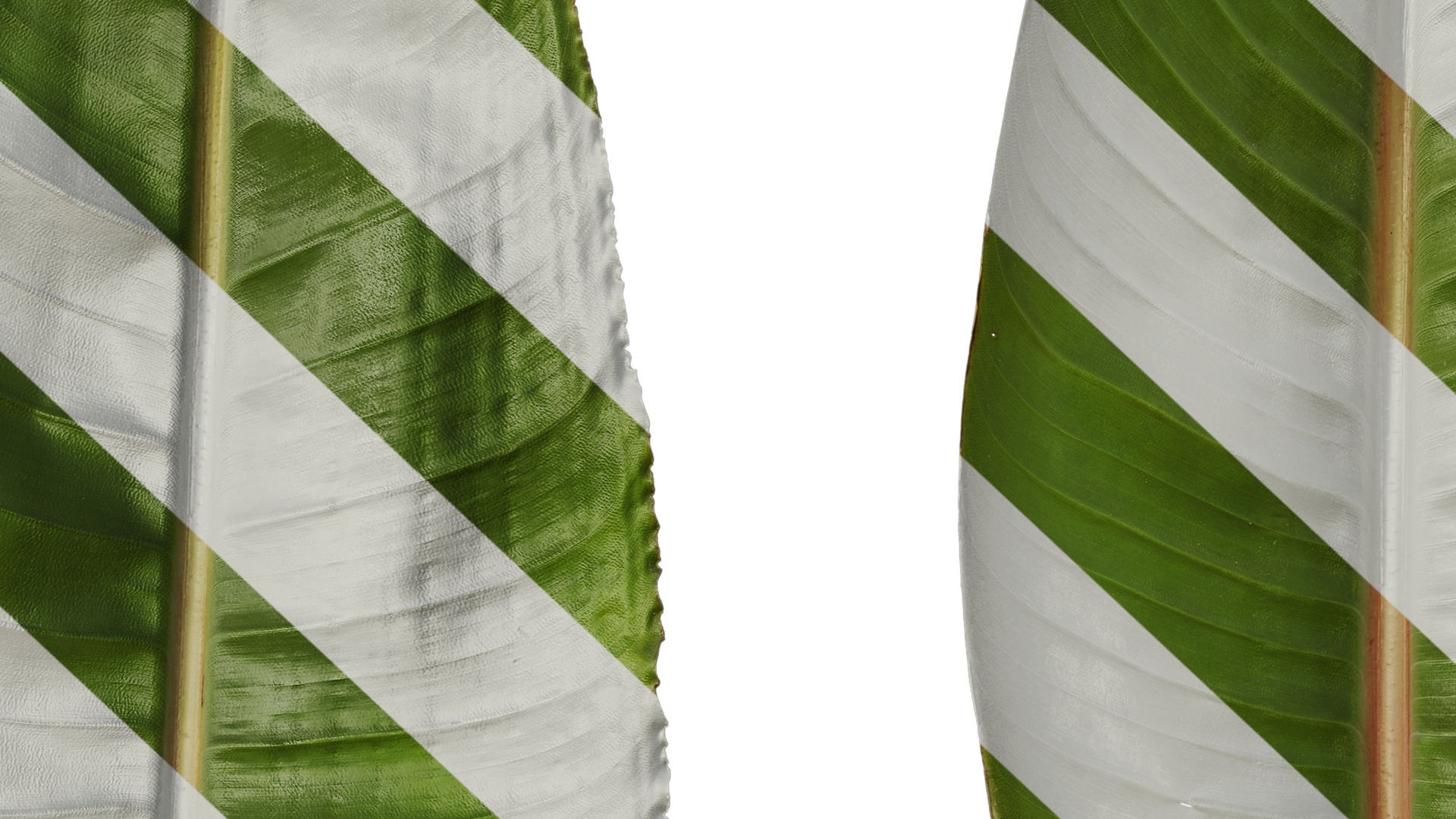 Anydrafts Strelitzia reginae Leaf 04 F Texture_7