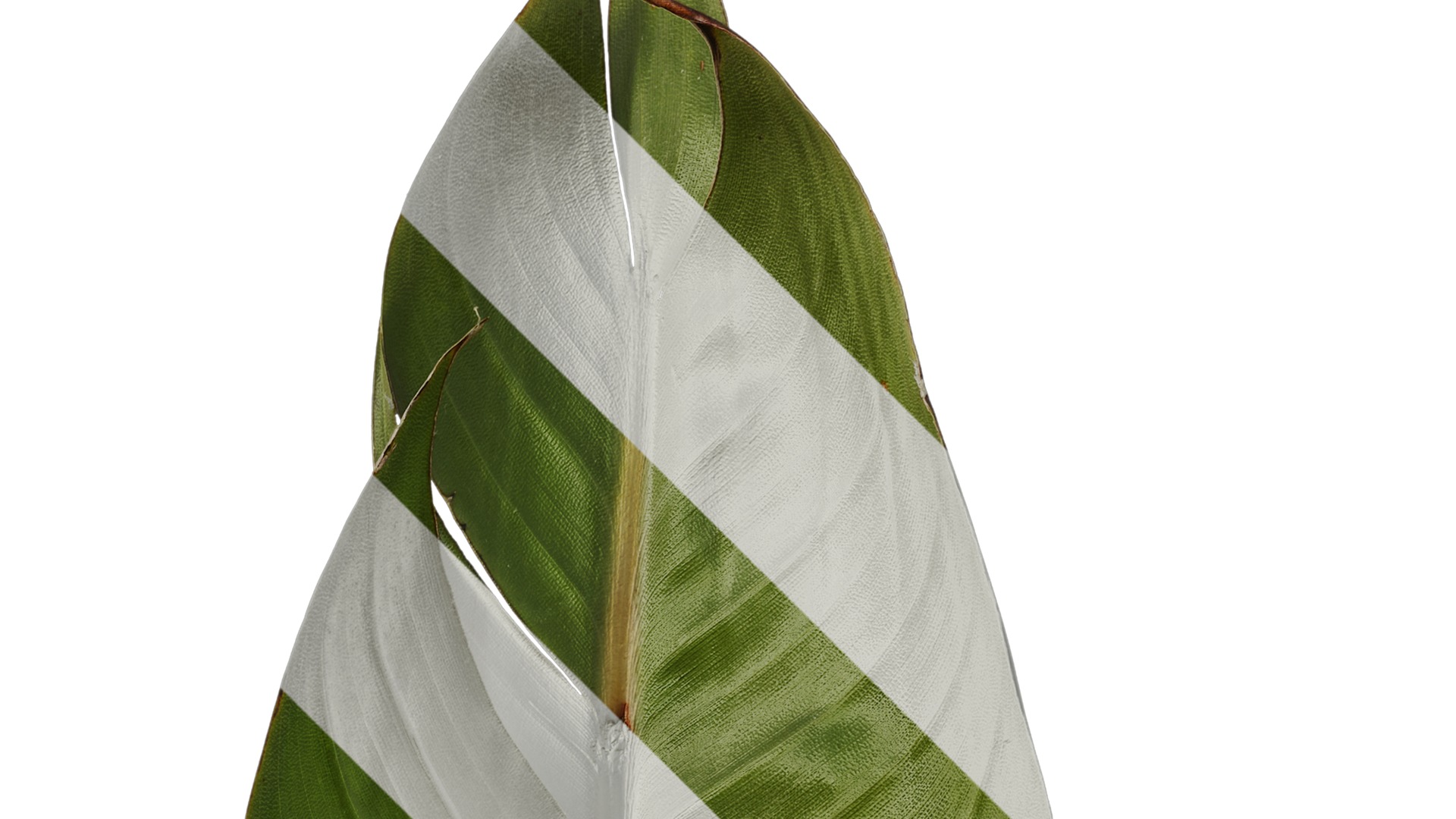 Anydrafts Strelitzia reginae Leaf 04 F Texture_2